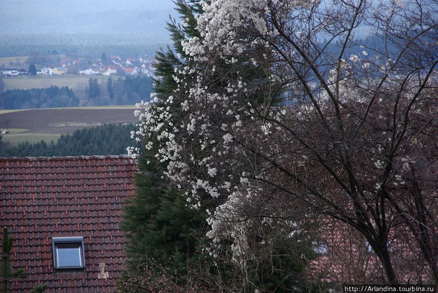 Весеннее настроение. Весна в горах Швацвальда. Земля Баден-Вюртемберг, Германия