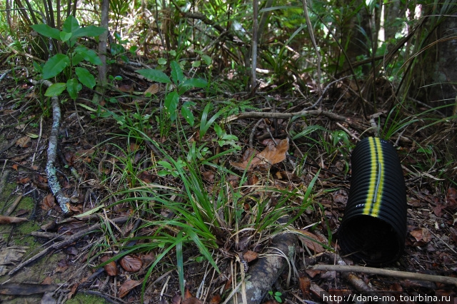 В лесу установлены специальные отравленные кормушки для грызунов Остров Ваихики, Новая Зеландия