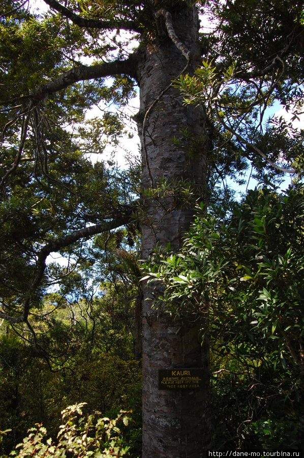 Каури (или Агатис Южный) — самый крупный вид деревьев, переживший даже динозавров. Корни каури стараются охранять от болезней (опасных для корней), поэтому к этим деревьям можно подойти по специальным деревянным дорожкам и помостам. Остров Ваихики, Новая Зеландия