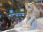 символ (самого большого) отеля и казино MGM Grand — лев. А внутри их живых 3 или 4 штуки