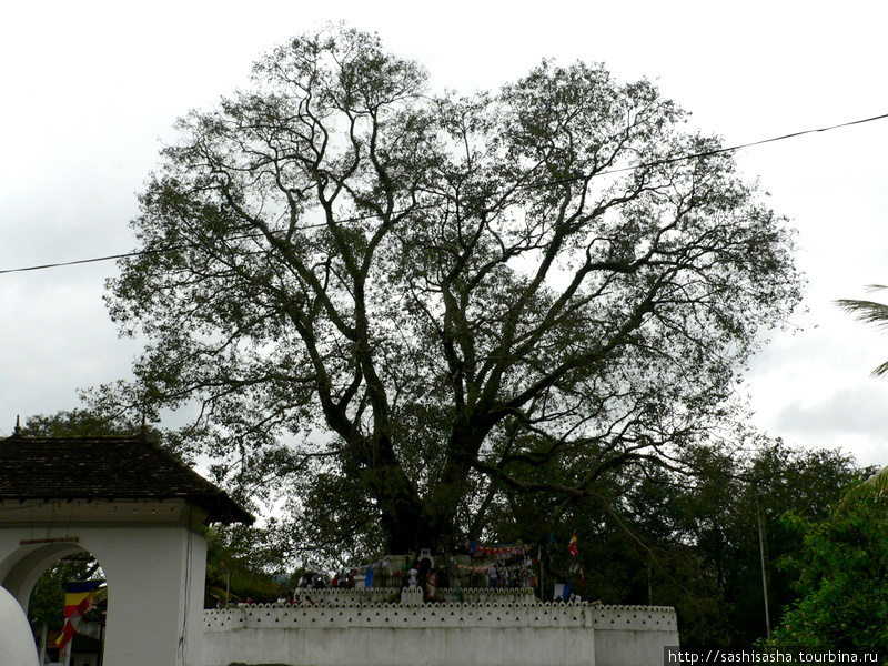 Вокруг храма Зуба Канди, Шри-Ланка