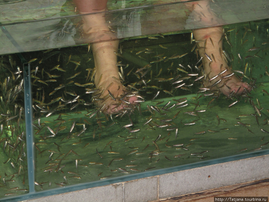 Нежный пилинг от рыбок Garra Rufa Хуа-Хин, Таиланд