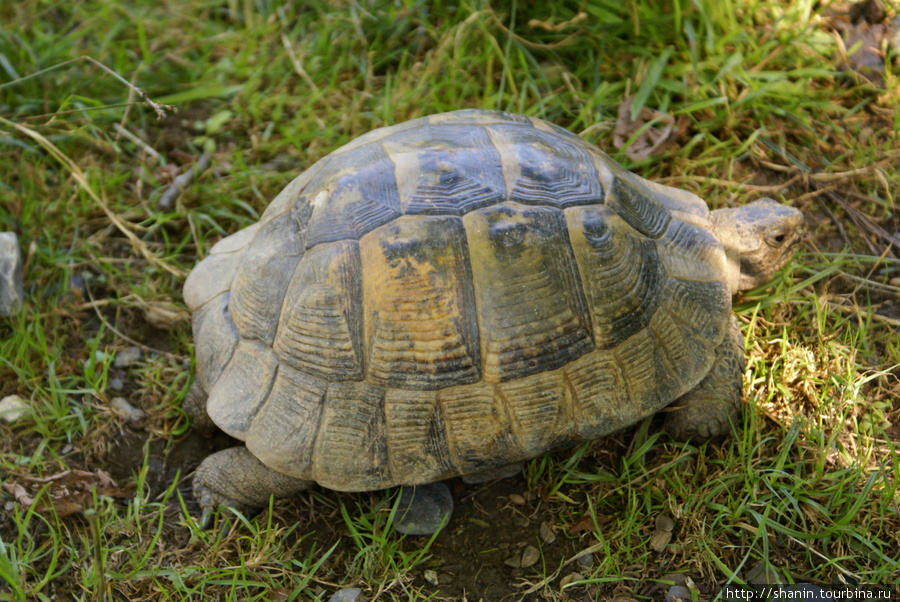 Черепаха Красная Поляна, Россия