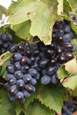 Виноград на окраине Тамани