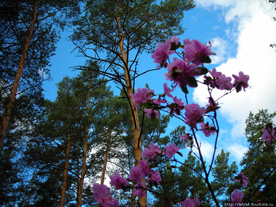 Маральник начинает цвести уже в апреле Чемал, Россия