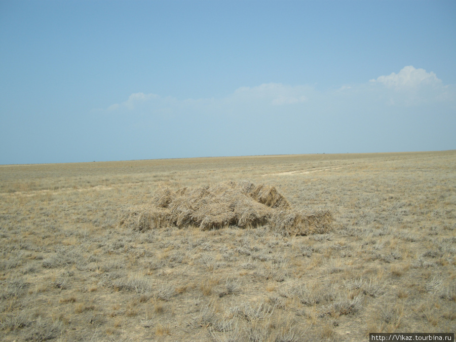 Недалеко от Жыгылган. Местное население умудряется устраивать сенокос. Полуостров Мангышлак, Казахстан
