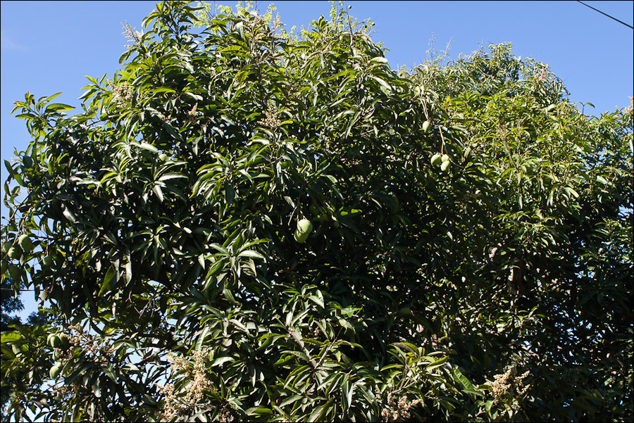 По дороге к трейлу много фруктовых деревьев, вот, например, манго. Тагайтай, Филиппины