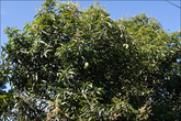 По дороге к трейлу много фруктовых деревьев, вот, например, манго.