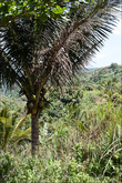 Чем ниже, тем больше кокосовых пальм и вообще крупной растительностиВторой лагерь — если вы пошли кругом, то с вас и тут ещё возьмут 20 песо. Этот трейл называется Старый, а тот, по которому пошли мы — новый