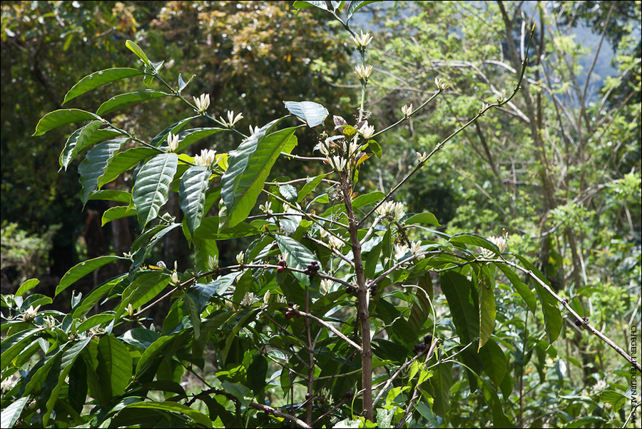 Копи Лювак получают так: мусанги носятся по лесу как ненормальные и едят плоды кофе, так называемые кофейные вишни, кстати, на самом деле вкусные. Кожицу и мякоть они переваривают, а вот само зерно — нет.
Кофейное дерево Сан-Пабло-Сити, Филиппины