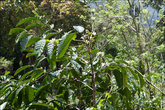 Копи Лювак получают так: мусанги носятся по лесу как ненормальные и едят плоды кофе, так называемые кофейные вишни, кстати, на самом деле вкусные. Кожицу и мякоть они переваривают, а вот само зерно — нет.
Кофейное дерево