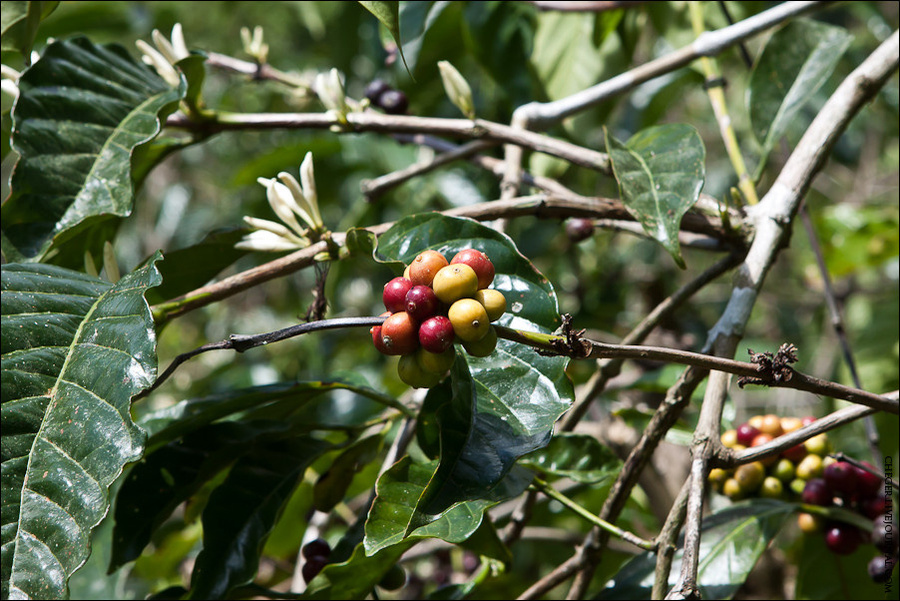 Неспелые плоды кофе Сан-Пабло-Сити, Филиппины