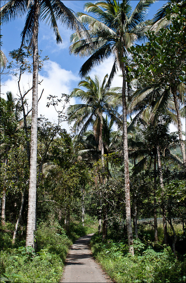 Сначала дорога тут бетонная и идет вдоль кокосовой рощт Сан-Пабло-Сити, Филиппины