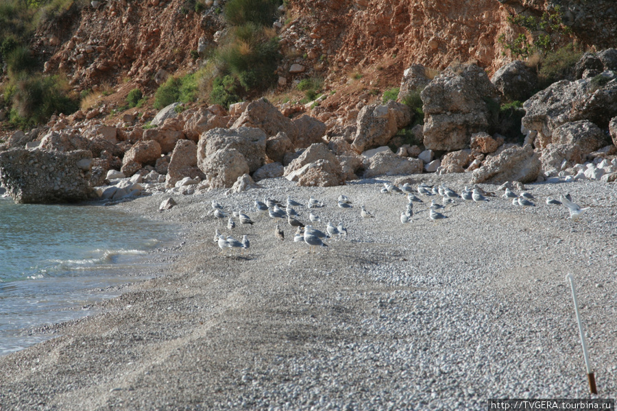 Чайки -в отличии от курортников постоянные обитатели. Черногория