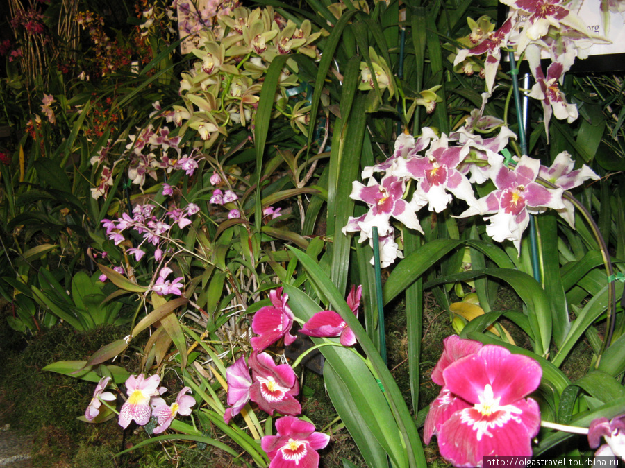 опять орхидеи... много орхидей... Сиэттл, CША