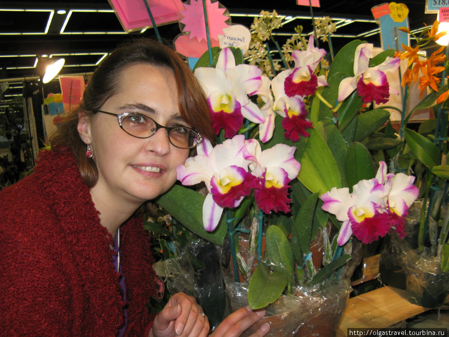 я очень люблю орхидеи Сиэттл, CША