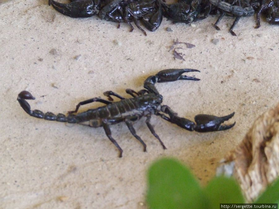 Палаванский скорпион Пуэрто-Принсеса, остров Палаван, Филиппины