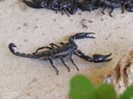 Палаванский скорпион