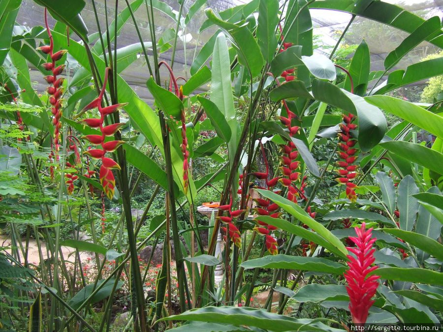 Цветы Пуэрто-Принсеса, остров Палаван, Филиппины
