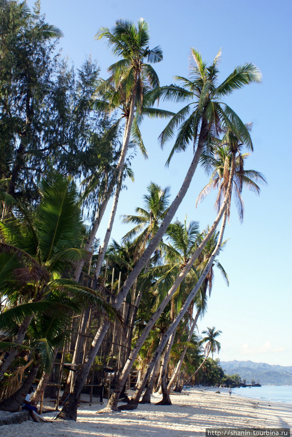 Пальмы Остров Боракай, Филиппины