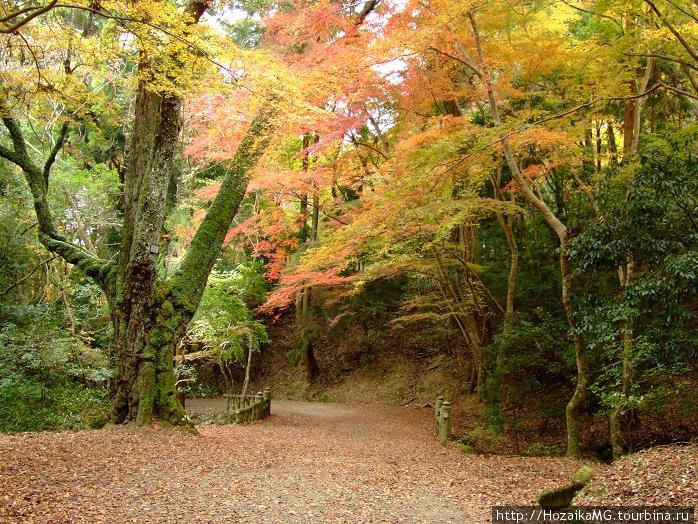 Осенний лес в Нара