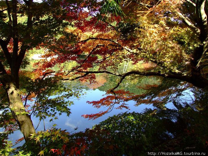 Краски осеннего леса Хаконэ, Япония