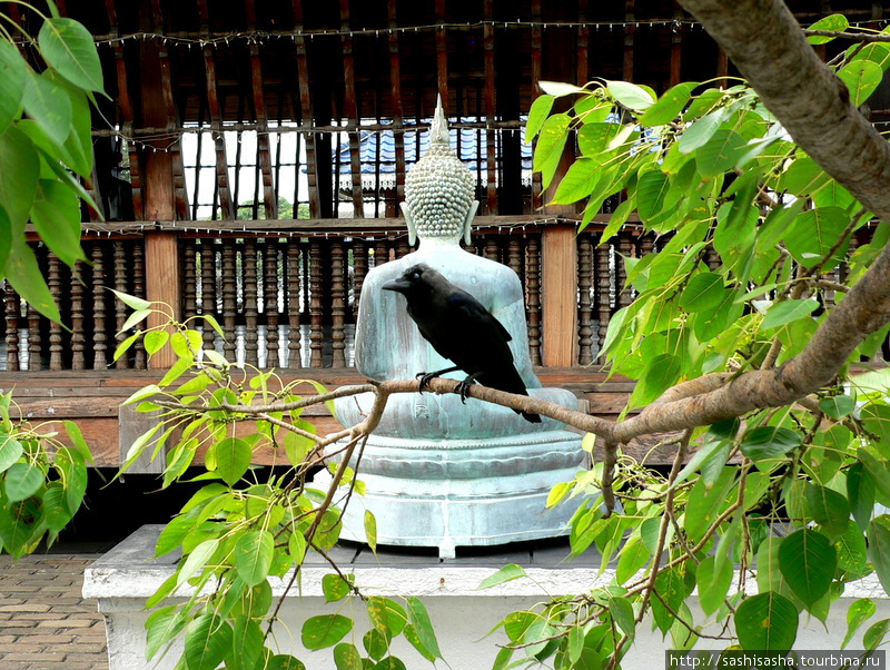 Коломбо, его птицы и Будды