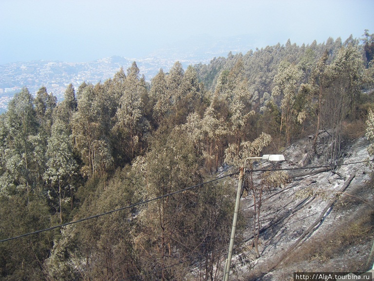 Последствия пожара Регион Мадейра, Португалия