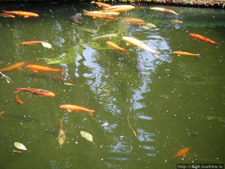 Золотые рыбки. Тропический сад Регион Мадейра, Португалия