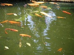 Золотые рыбки. Тропический сад