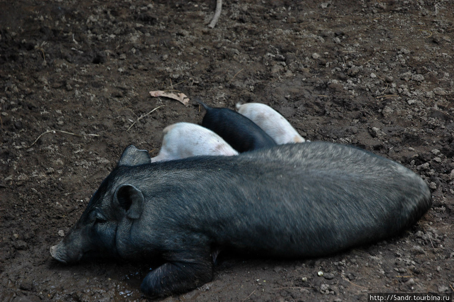 Домашнии свиньи по-прежнему занимают важное место в жизни папуасского общества Бонгу, Папуа-Новая Гвинея