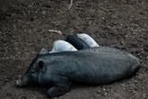 Домашнии свиньи по-прежнему занимают важное место в жизни папуасского общества