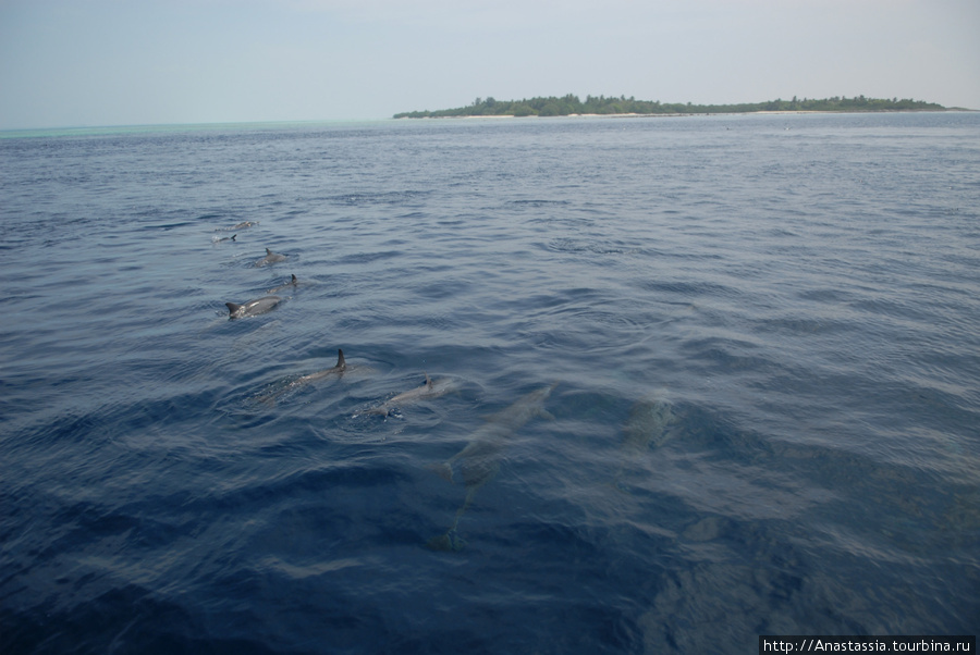 Дельфины Северный Мале Атолл, Мальдивские острова