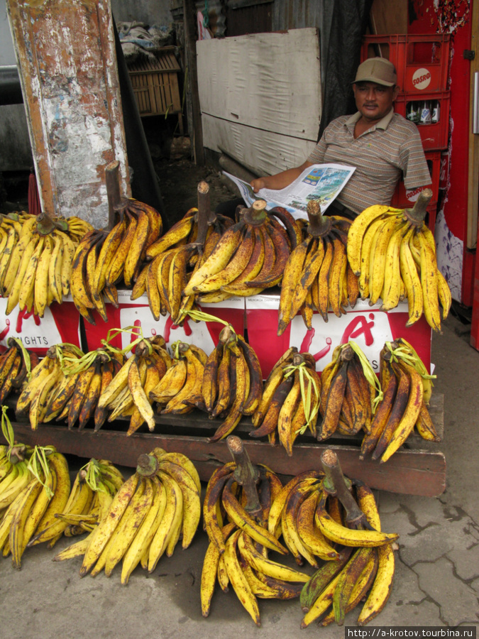 Очень большие бананы! Суматра, Индонезия