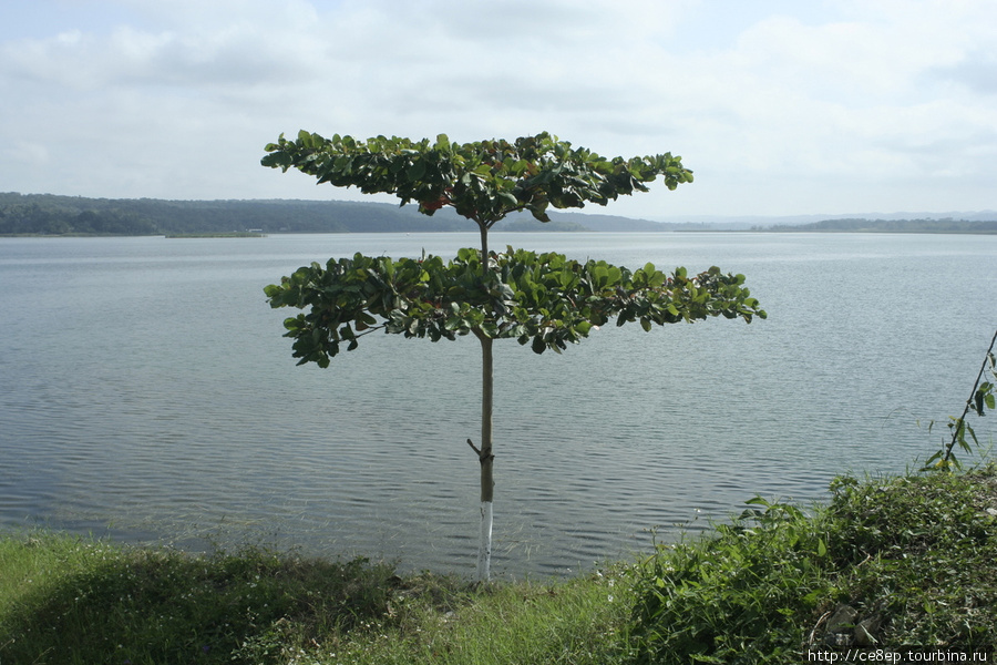 Странно растущее дерево Гватемала