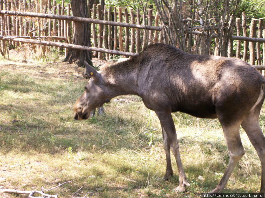 Пражский зоопарк Прага, Чехия