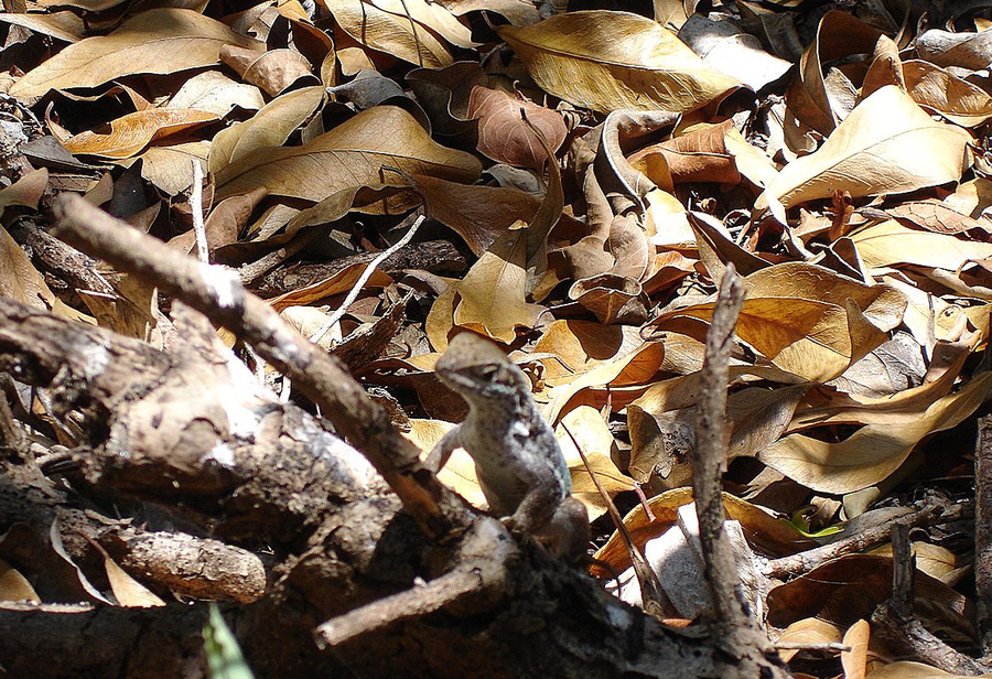 Наедине с ящерицами и летучими мышами Варадеро, Куба