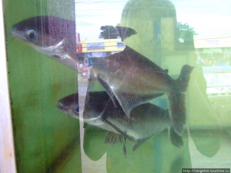 Аквариумные рыбы Пуэрто-Принсеса, остров Палаван, Филиппины