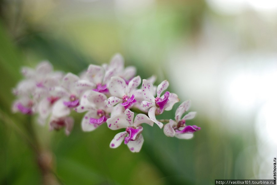 Орхидеи Королевского ботанического сада в Перадении Перадения, Шри-Ланка