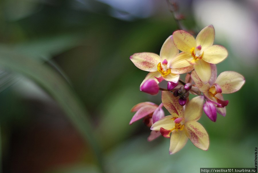 Орхидеи Королевского ботанического сада в Перадении Перадения, Шри-Ланка
