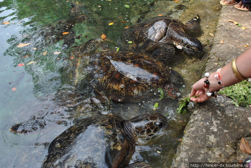 Черепах можно кормить с рук Нунгви, Танзания