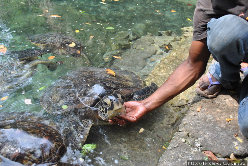 Заплыв с гигантскими черепахами Нунгви, Танзания