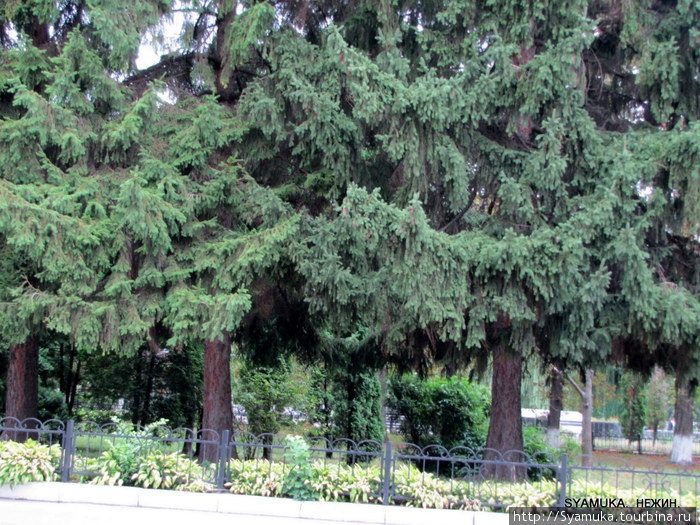 Университет окружен парком. Старые ели... Нежин, Украина