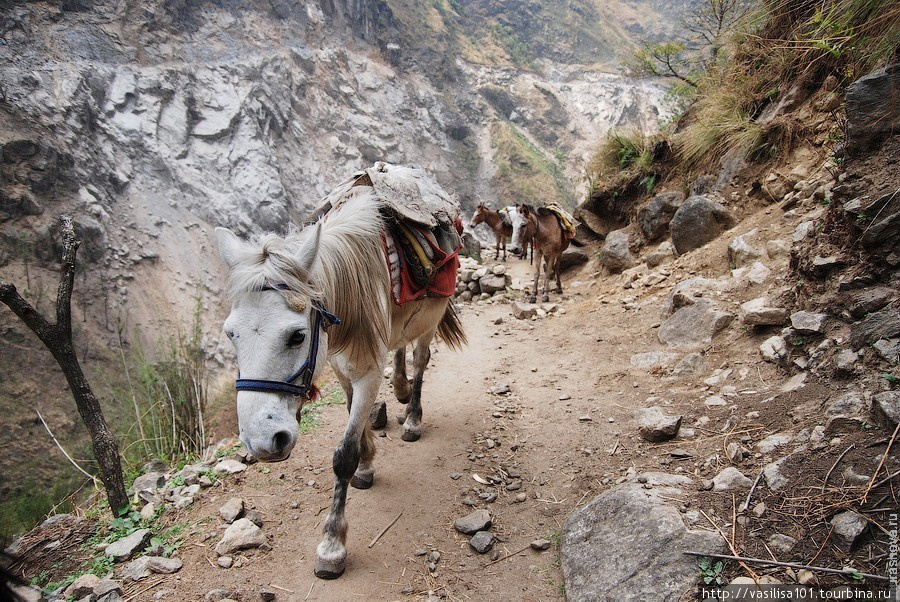 Непал, Трек вокруг Аннапурны, март - апрель 2010 г., день 2 Сианг, Непал