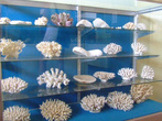 Стенд с коралами