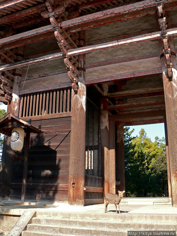 Олень в воротах храма Тодайдзи