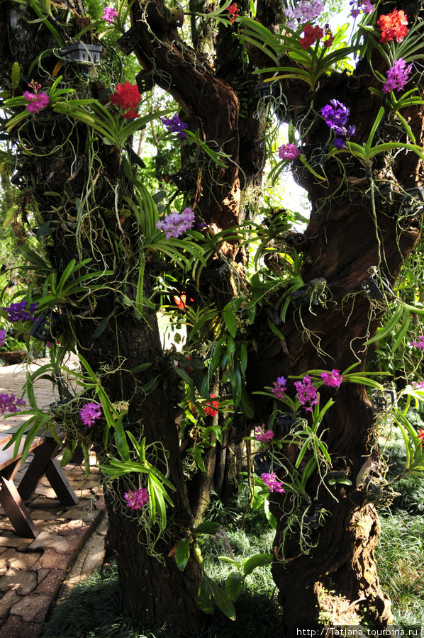 Doi Tung Royal Королевская вилла в горах Чанг Мая Чиангмай, Таиланд