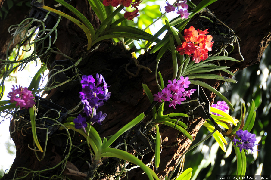 Doi Tung Royal Королевская вилла в горах Чанг Мая Чиангмай, Таиланд