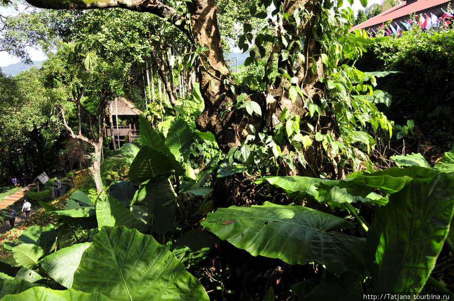 Doi Tung Royal Королевская вилла в горах Чанг Мая Чиангмай, Таиланд