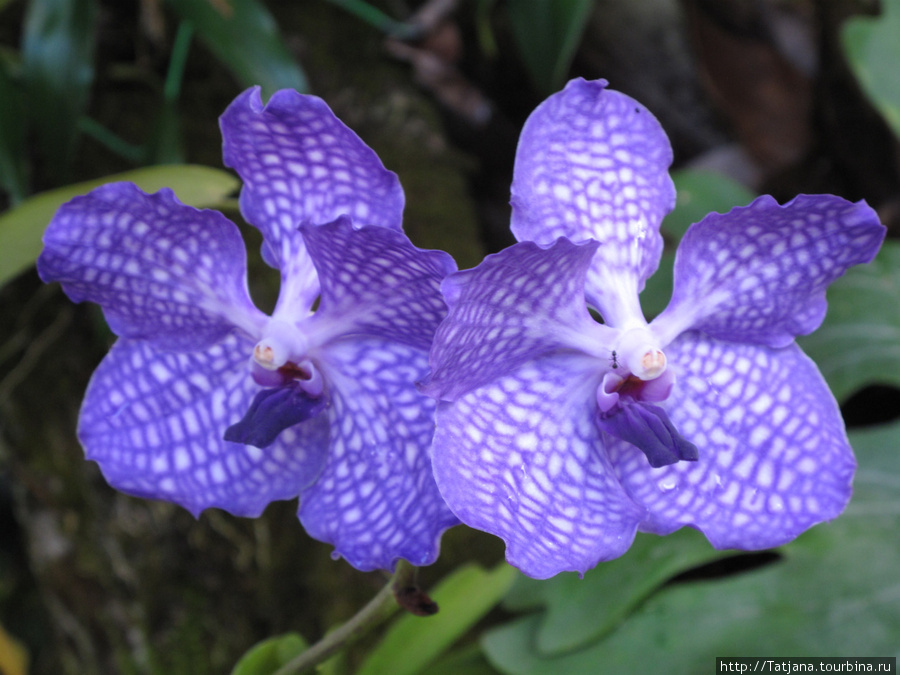 Doi Tung Royal Королевская вилла в горах Чанг Мая Чиангмай, Таиланд